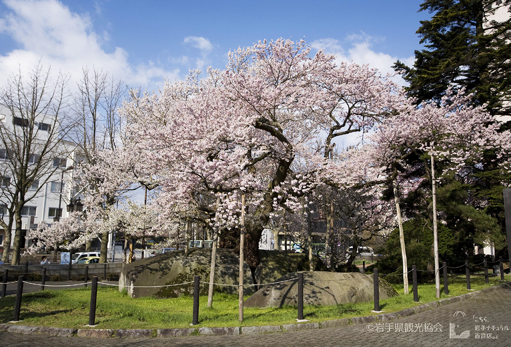 石割桜